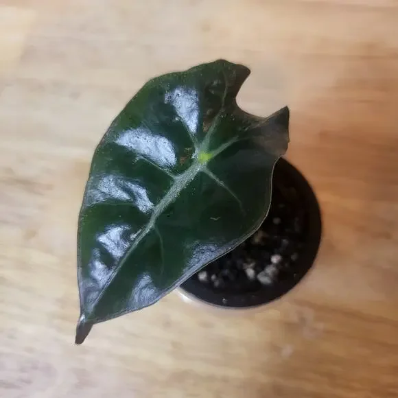 Alocasia Amazonica 'Polly' Elephant Ear Plant - Picture 8 of 12